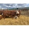 Image 4 : Stankievech Ranches - 740# Heifers - 70 Head (Trochu, AB)