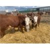 Image 5 : Stankievech Ranches - 740# Heifers - 70 Head (Trochu, AB)