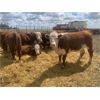 Image 6 : Stankievech Ranches - 740# Heifers - 70 Head (Trochu, AB)