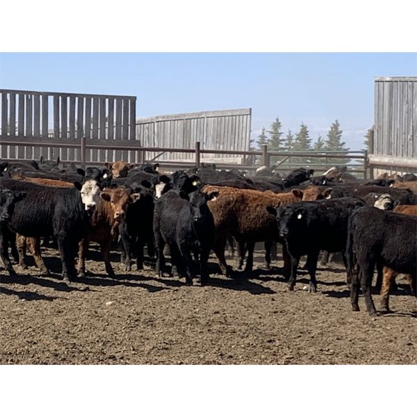 Lost River Farming - 725# Heifer - 85 Head (Allan, SK)