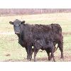 Image 7 : Welwyn Land & Cattle - 35 Black/Black X Pairs (Welwyn, SK)