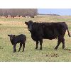 Image 8 : Welwyn Land & Cattle - 35 Black/Black X Pairs (Welwyn, SK)