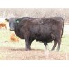 Image 9 : Welwyn Land & Cattle - 35 Black/Black X Pairs (Welwyn, SK)
