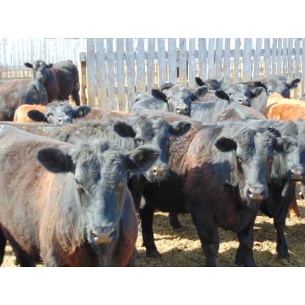 Richard Rosen - 930# Steers - 90 Head (Rainier, AB)