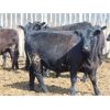 Image 5 : Richard Rosen - 880# Heifers - 70 Head (Rainier, AB)