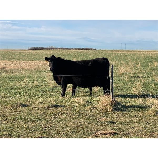 Lemmer Farms - 35 Black Angus X Pairs (Chestermere, AB)