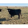 Image 2 : Lemmer Farms - 35 Black Angus X Pairs (Chestermere, AB)