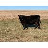 Image 3 : Lemmer Farms - 35 Black Angus X Pairs (Chestermere, AB)