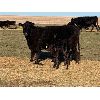 Image 4 : Lemmer Farms - 35 Black Angus X Pairs (Chestermere, AB)