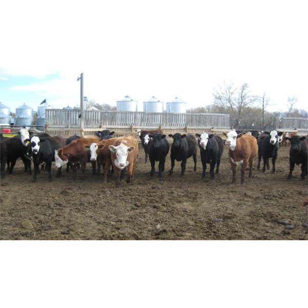 Four Harts Cattle Co. - 875# Heifers - 73 Head (Vermilion, AB)