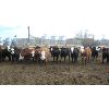 Image 1 : Four Harts Cattle Co. - 875# Heifers - 73 Head (Vermilion, AB)