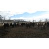 Image 3 : Four Harts Cattle Co. - 875# Heifers - 73 Head (Vermilion, AB)