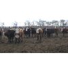 Image 4 : Four Harts Cattle Co. - 875# Heifers - 73 Head (Vermilion, AB)