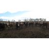 Image 6 : Four Harts Cattle Co. - 875# Heifers - 73 Head (Vermilion, AB)