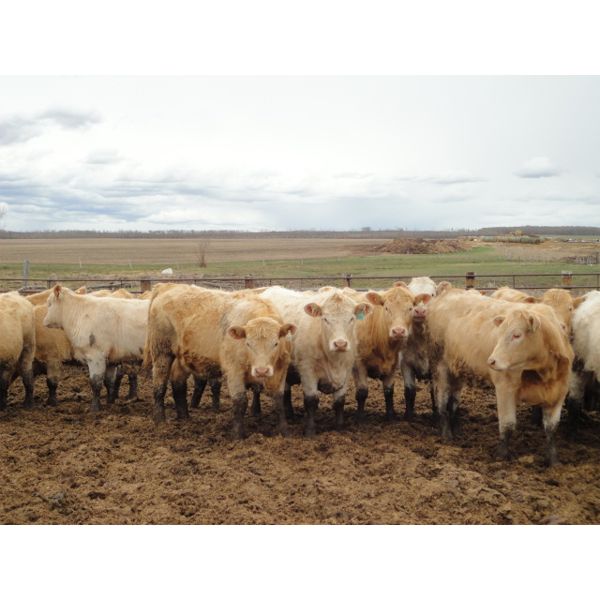 DJC Ranch - 1000# Heifers - 62 Head (Cochin, SK)
