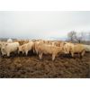 Image 2 : DJC Ranch - 1000# Heifers - 62 Head (Cochin, SK)