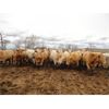 Image 3 : DJC Ranch - 1000# Heifers - 62 Head (Cochin, SK)
