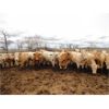 Image 4 : DJC Ranch - 1000# Heifers - 62 Head (Cochin, SK)
