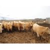 Image 5 : DJC Ranch - 1000# Heifers - 62 Head (Cochin, SK)