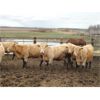 Image 6 : DJC Ranch - 1000# Heifers - 62 Head (Cochin, SK)
