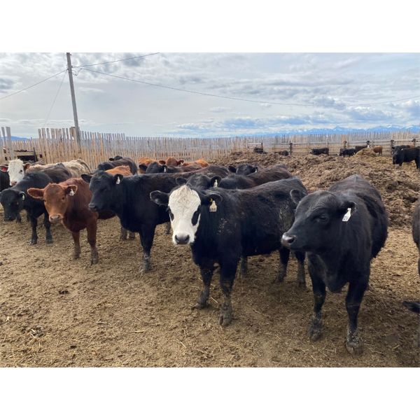 Antelope Butte Ranch - 738# Heifers - 83 Head (Lundbreck, AB)