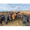 Image 3 : Antelope Butte Ranch - 738# Heifers - 83 Head (Lundbreck, AB)