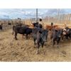 Image 4 : Antelope Butte Ranch - 738# Heifers - 83 Head (Lundbreck, AB)