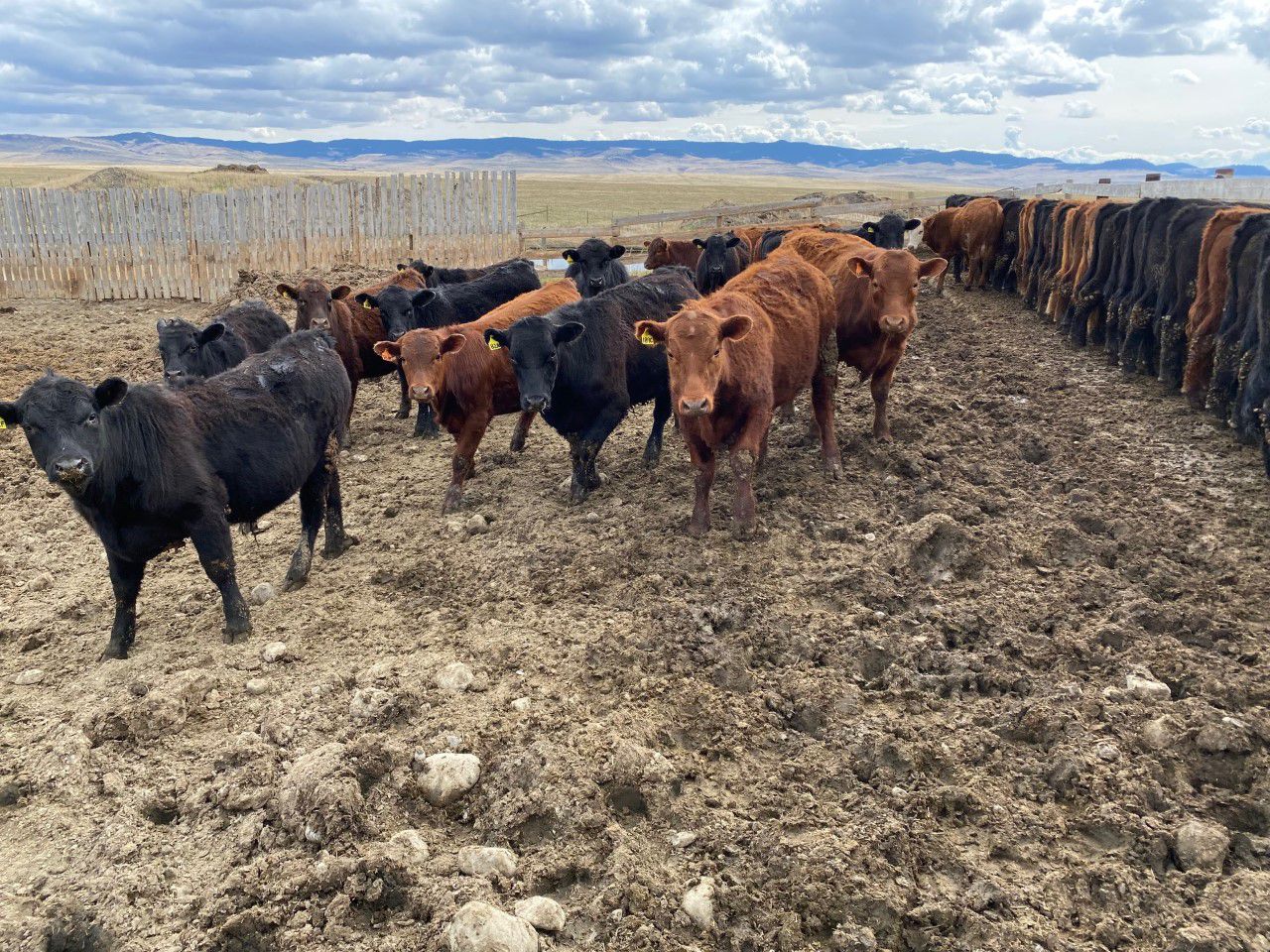 Standing Butte Ranch Antelope Butte Ranch - 792# Steers - 75 Head (Lundbreck, AB) - Team ...