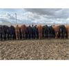 Image 2 : Antelope Butte Ranch - 792# Steers - 75 Head (Lundbreck, AB)