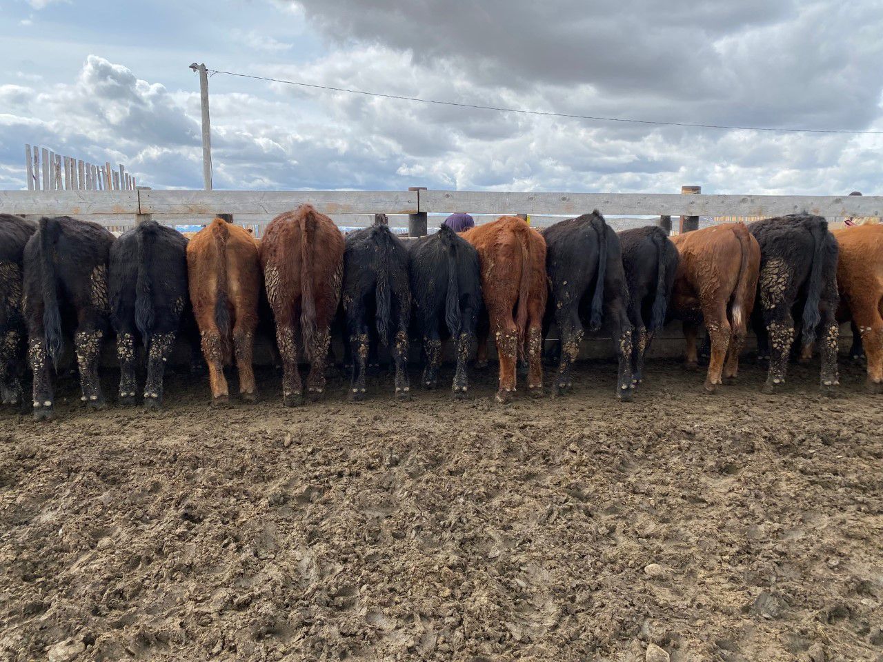 Antelope Butte Ranch 814 Steers 25 Head (Lundbreck, AB) Team