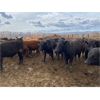 Image 3 : Antelope Butte Ranch - 814# Steers - 25 Head (Lundbreck, AB)