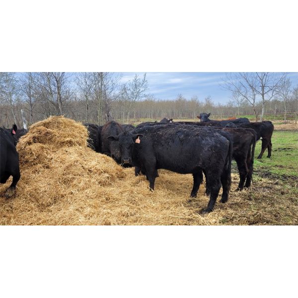 Double X Land & Cattle - 1150# Cows - 37 Head (Woodside, MB)