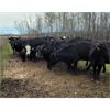 Image 2 : Double X Land & Cattle - 1150# Cows - 37 Head (Woodside, MB)
