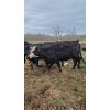 Image 7 : Double X Land & Cattle - 1150# Cows - 37 Head (Woodside, MB)