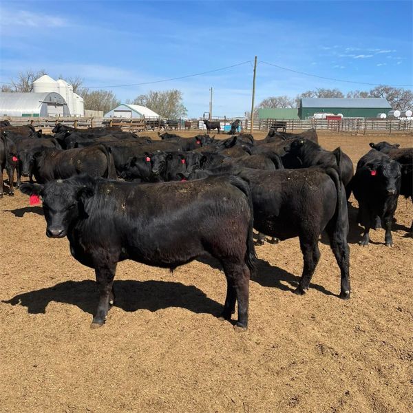 RP Ranch Ltd. - 990# Steers - 64 Head (Burdett, AB)
