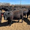 Image 3 : RP Ranch Ltd. - 990# Steers - 64 Head (Burdett, AB)
