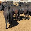 Image 4 : RP Ranch Ltd. - 990# Steers - 64 Head (Burdett, AB)