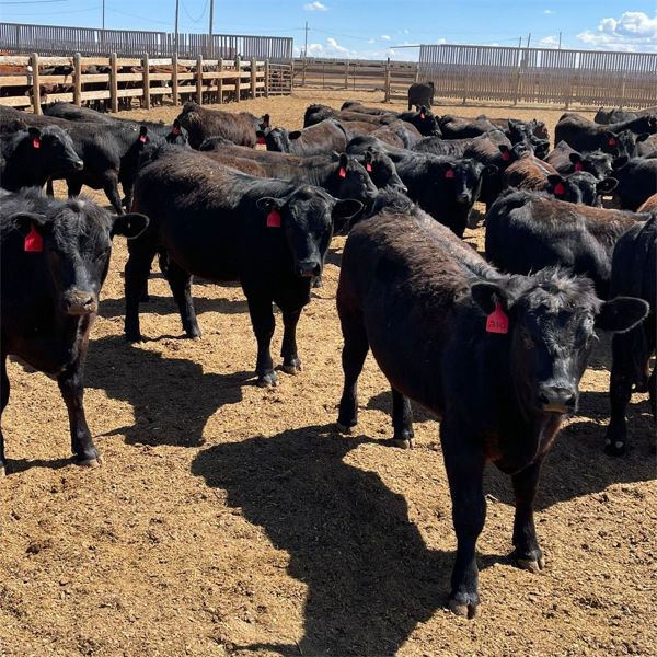 RP Ranch Ltd. - 860# Steers - 72 Head (Burdett, AB)