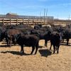 Image 2 : RP Ranch Ltd. - 860# Steers - 72 Head (Burdett, AB)