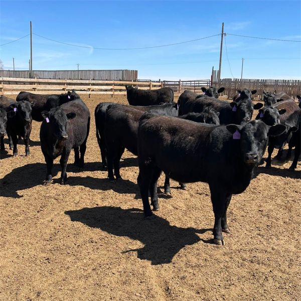 RP Ranch Ltd. - 865# Replacement Heifers - 74 Head (Burdett, AB)