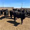 Image 1 : RP Ranch Ltd. - 865# Replacement Heifers - 74 Head (Burdett, AB)