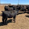 Image 2 : RP Ranch Ltd. - 865# Replacement Heifers - 74 Head (Burdett, AB)