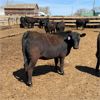 Image 3 : RP Ranch Ltd. - 865# Replacement Heifers - 74 Head (Burdett, AB)