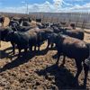 Image 4 : RP Ranch Ltd. - 865# Replacement Heifers - 74 Head (Burdett, AB)