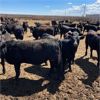 Image 5 : RP Ranch Ltd. - 865# Replacement Heifers - 74 Head (Burdett, AB)