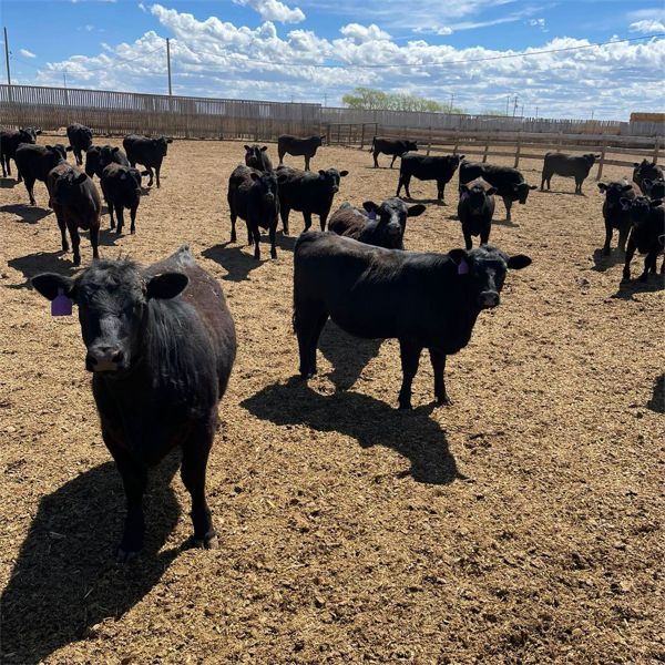 RP Ranch Ltd. - 760# Heifers - 71 Head (Burdett, AB)
