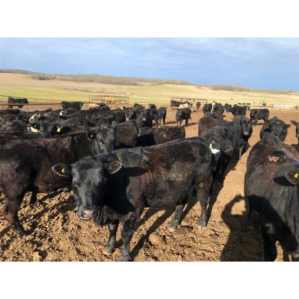 Ryan & Lisa Smith - 740# Heifers - 84 Head (Ponoka, AB)