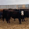 Image 1 : C5 Ranch - 900# Heifers - 90 Head (Nanton, AB)