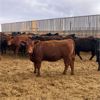 Image 2 : C5 Ranch - 900# Heifers - 90 Head (Nanton, AB)