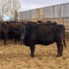Image 4 : C5 Ranch - 900# Heifers - 90 Head (Nanton, AB)